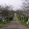 竜桜公園 Ryu-o park