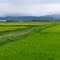 田園風景 / Rice paddy