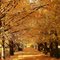 東京都　昭和記念公園　イチョウ並木