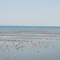 Kisarazu