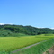 Green Field