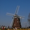 Windmill & tulips 風車とチューリップ