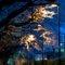 Cherry blossoms in evening