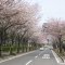 cherry trees in iwato yokosuka