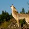 Howling at the Morning Sun