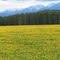 Spring in Montana