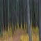 Autumn path