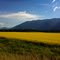Golden Field