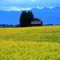 Yellow field of blooming crop