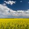 Canola Field ...07.04.13