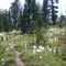 Beargrass - Jewel Basin - Swan Range