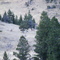 Bull elk without the scope