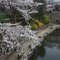 Cherry Blossoms, KISTI