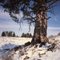 Ponderosa Pine