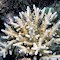 Acropora multiacuta.  Papua New Guinea.  Larger colonies are less distinctive.  Photograph: Charlie Veron.