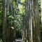 東南植物楽園・ココヤシ林