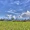 Blue Sky and Sugarcane Field