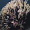 Montipora gaimardi.  Ryukyu Islands, Japan.  Branches.  Photograph: Charlie Veron.