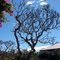Kalachuchi tree