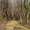 Leaf covered trail, Wayside Prairie County Park, Isanti, Minnesota