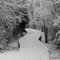 Snowy Charlotte Path