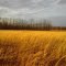 Field Before the Storm