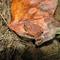Autumn Froggoflage (but, yes, its a Toad)