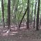 Forest William B. Umstead State Park