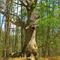 Pregnant Tree