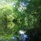 Creek reflection