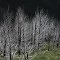 Arshan, Buryatia