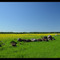 Spring lanscape