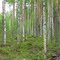 Сосново-берёзовый лес черничник. Правобережье Морье. Карельский перешеек. 25 мая 2007