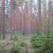 Сосновый лес по правому берегу Морье. Карельский перешеек. 25 мая 2007