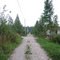 Дорога к лесу