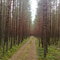 Лесная дорога