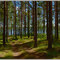 Pine Forest on the bank of lake