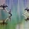 Double-Crested Cormorants
