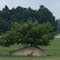 Tree from a rock