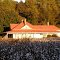 House in Cotton Field---st