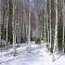Весенний лес