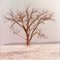 Tree in Winter