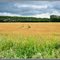 "Field of Gold." / "Русское поле."