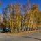 Altaysky Krai, Klyuchi, ul. Belinskogo; Алтайский край, село Ключи, осень на улице Белинского