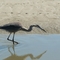 Blue Heron. Fishing Budding at Oak Island