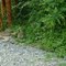 Полудикий кролик / Semi-wild bunny in park