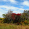 Colors of autumn