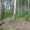 Сосново-берёзовый лес на краю мохового болота. 17 августа 2011.