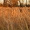 My Russia. Autumn.