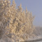 Tomtor, Siberia, frozen trees at -50C